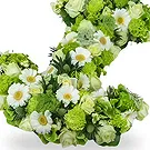 Zande blommor- Lime Time Bukett/blomsterarrangemang