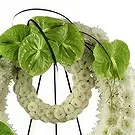 El Toronjo flowers  -  Wreath of Peace Forever Flower Bouquet/Arrangement
