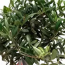 Cala Llonga flowers  -  Green Branch Flower Bouquet/Arrangement