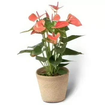 Ungarn Blumen Florist- EINGEPFLASSENER FLAMINGO - PFLANZE Blumen Lieferung