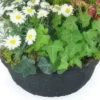 Монпелье цветы- Hedera Розово-белая чашка для растений Цветочный букет/композиция