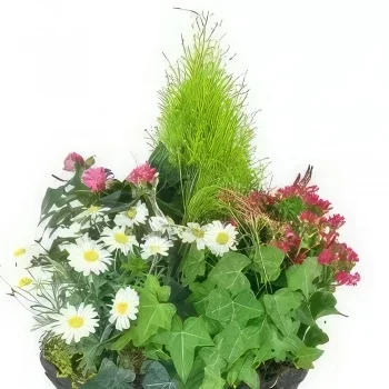 Бордо цветя- Hedera Pink & White Plant Cup Букет/договореност цвете