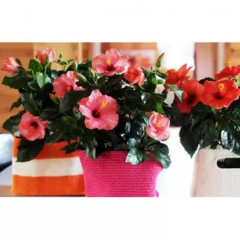 France Fleuriste en ligne - Hibiscus en fleurs Bouquet