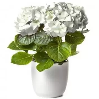 Peone online bloemist - Witte Hortensia Boeket