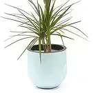 fiorista fiori di Laval- Pianta d'appartamento Atilla la Dracaena Bouquet floreale