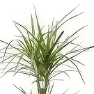 fiorista fiori di Laval- Pianta d'appartamento Atilla la Dracaena Bouquet floreale