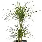 fiorista fiori di Laval- Pianta d'appartamento Atilla la Dracaena Bouquet floreale