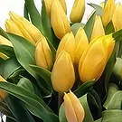 Cala Llonga flowers  -  Ice Cube Arrangement Flower Bouquet/Arrangement