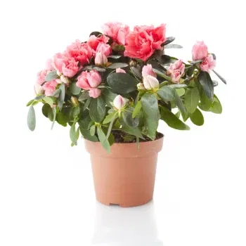 Νεάπολη λουλούδια- Ροζ Αζαλέα