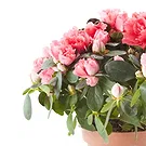 fleuriste fleurs de Castelguidone- Azalée rose Bouquet/Arrangement floral