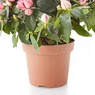 fleuriste fleurs de Castelguidone- Azalée rose Bouquet/Arrangement floral