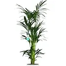 Zande blommor- Grön tid Bukett/blomsterarrangemang