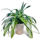 Adma flowers  -  In Light Flower Bouquet/Arrangement
