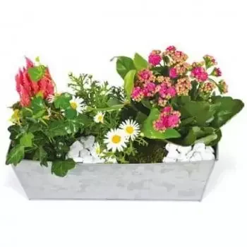 Paris flowers  -  Calypso pink & white planter Flower Delivery