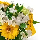 Santa Maria flowers  -  Arrangement of Yellow and White Gerberas and  Flower Bouquet/Arrangement