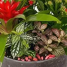 Cala Llonga flowers  -  Vivid Verdure  Flower Bouquet/Arrangement