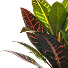 Mira flowers  -  Kroton Plant Flower Bouquet/Arrangement