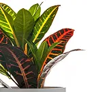 Mira flowers  -  Kroton Plant Flower Bouquet/Arrangement