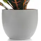 Mira flowers  -  Kroton Plant Flower Bouquet/Arrangement