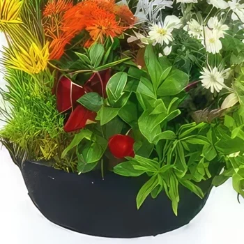 Montpellier Blumen Florist- Große Schale mit grünen und blühenden Solis-P Bouquet/Blumenschmuck