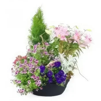 Στρασβούργο λουλούδια- Μεγάλο κύπελλο φυτού λίλιουμ Pink Rosea Μπουκέτο/ρύθμιση λουλουδιών