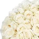 Maastricht Blumen Florist- 50 Premium-Weißrosen | Züchter Bouquet/Blumenschmuck