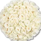 Maastricht Blumen Florist- 50 Premium-Weißrosen | Züchter Bouquet/Blumenschmuck