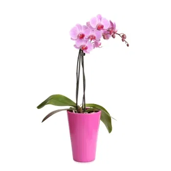 Włochy kwiaty- Liliowa Orchidea Phalaenopsis