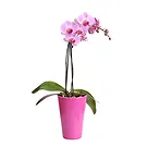 fiorista fiori di Firenze- Orchidea Phalaenopsis lilla Bouquet floreale