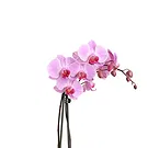 fiorista fiori di Firenze- Orchidea Phalaenopsis lilla Bouquet floreale