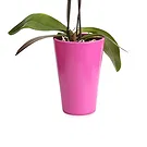 fiorista fiori di Firenze- Orchidea Phalaenopsis lilla Bouquet floreale