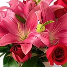 Santa Maria flowers  -  Arrangement of Lilies and Chocolate Flower Bouquet/Arrangement