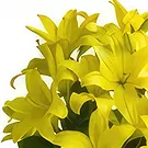 Vị Thanh flowers  -  Secret Admirer Flower Bouquet/Arrangement