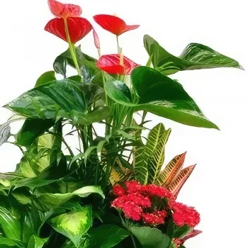 ดอกไม้ บายาโดลิด - วงดนตรี Tropical Elegance ช่อดอกไม้/การจัดวางดอกไม้