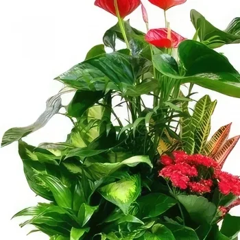 Benalmadena blomster- Tropical Elegance Ensemble Blomsterarrangementer bukett