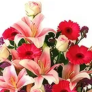Thủ・ドゥ・ムト 花- 大胆かつ美しい 花束/フラワーアレンジメント