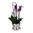 Adma flowers  -  Forever Flourish Chest Flower Bouquet/Arrangement