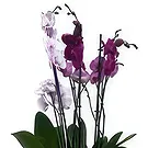 Adma flowers  -  Forever Flourish Chest Flower Bouquet/Arrangement