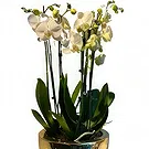 Zande blommor- Lyxiga orkidéer Bukett/blomsterarrangemang