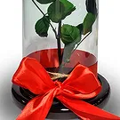 Colombia flowers  -  Luxury Preserved Rose in Glass Dome Flower Bouquet/Arrangement