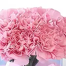 Al-Quṣaiṣ aṣ-Ṣinaiyah 3 bloemen bloemist- Magie van de liefde Boeket/bloemstuk