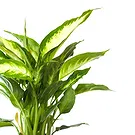 Vignone flowers  -  Dieffenbachia plant Flower Bouquet/Arrangement