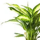 Vignone flowers  -  Dieffenbachia plant Flower Bouquet/Arrangement