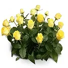 Palia Ampelia flowers  -  Parental Love Flower Bouquet/Arrangement