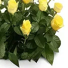 Palia Ampelia flowers  -  Parental Love Flower Bouquet/Arrangement