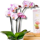 Italy flowers  -  Tea Orchid Flower Bouquet/Arrangement