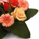 Malbork flowers  -  Tulips Arrangement Flower Bouquet/Arrangement