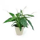 fiorista fiori di Laval- Spathiphyllum fiore di luna Bouquet floreale