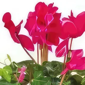 Tarbes bunga- Komposisi berkabung rose-fuchsia Eternal Jour Rangkaian bunga karangan bunga