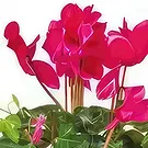 Villecresnes flowers  -  Mourning composition rose-fuchsia Eternal Jou Flower Bouquet/Arrangement